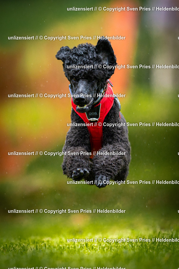 Sven Pries | 2025-09-21 - Hunderennen Baden-Oos - Realisiert mit Pictrs.com