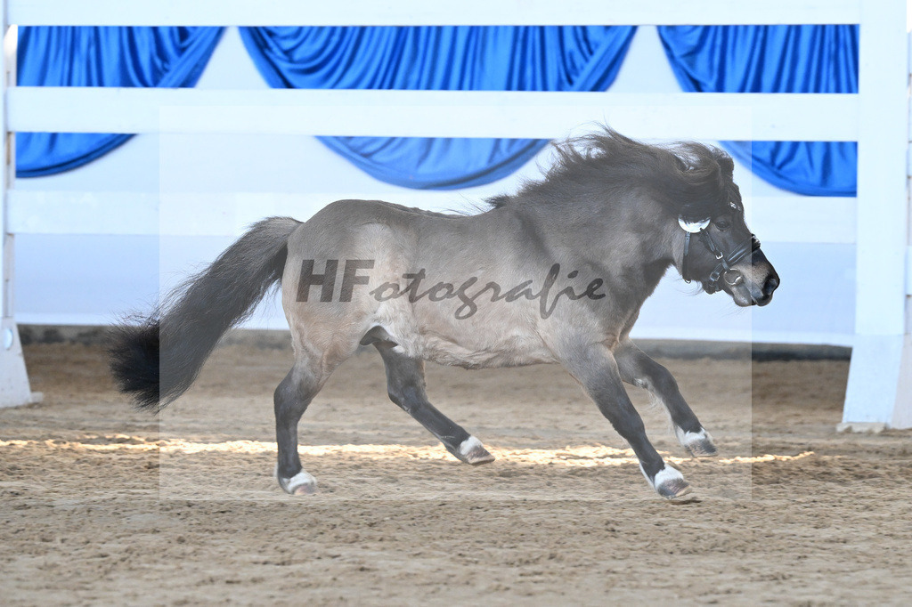 Kat-Nr. 20 Caruso vom Stegerhof v. Cartouch v h Druivnhof_Autenrieth_9260517 | hf-fotografie - Realisiert mit Pictrs.com