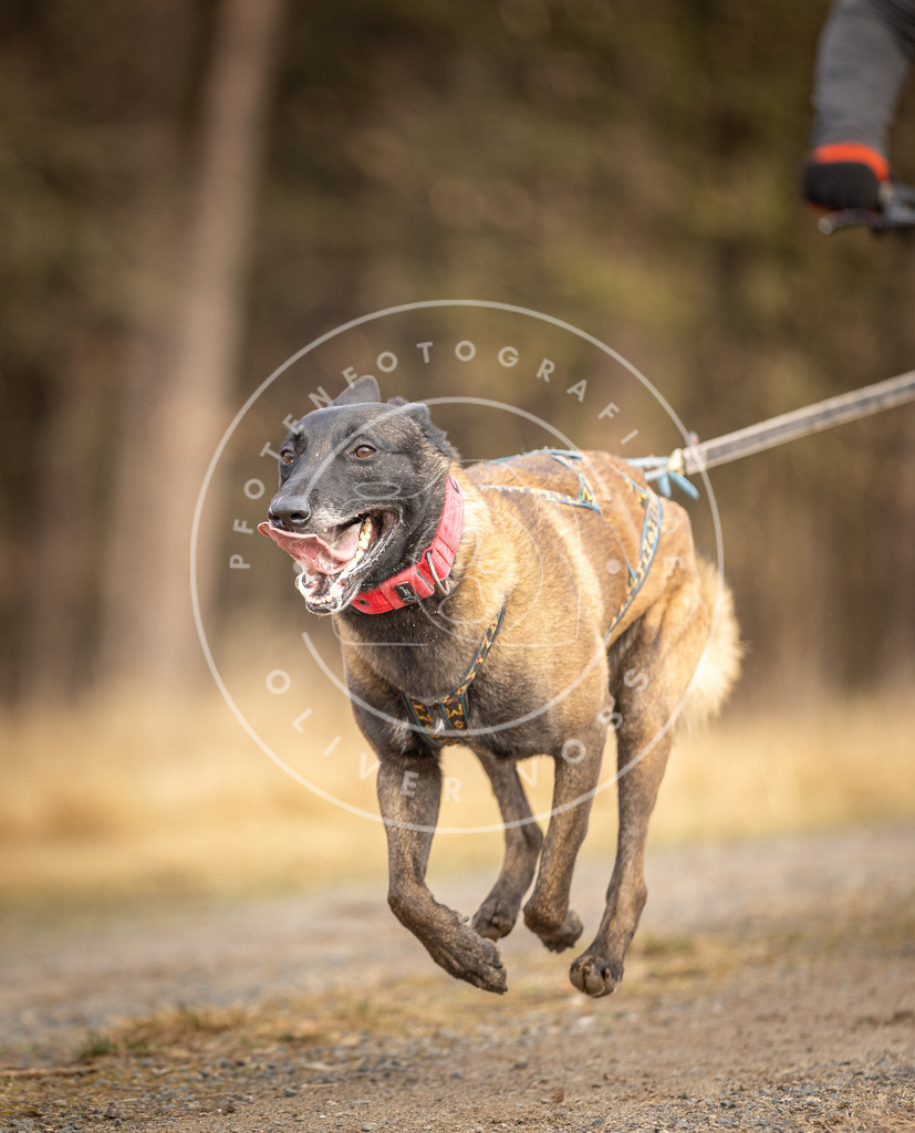 DV3A3492 | Hundefotografie, Tierfotograf, Pfotenfotografie, Fotoshooting Hund, Hunde Portrait, Hundesport, Hundeportraits, Heideshooting, Hunde, Sportfotograf, Hundefotograf, Turnierhundsport, THS,  - Realisiert mit Pictrs.com