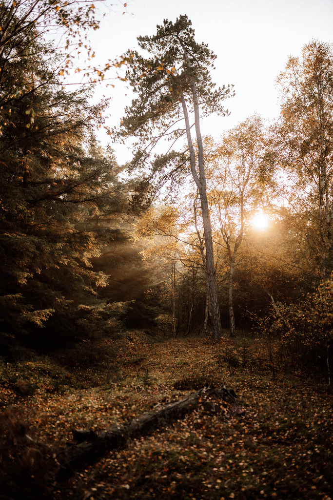 Dänemark im Herbst | Print Shop 
Fotografie
Posterdruck
Landschaftsfotografie
Reisefotografie
Naturfotografie
Anja Brandes Poster 
Anja Brandes Photography 
Prints for Walls 
Printable 
Posterdrucke
Poster aesthetic 
Poster Wall 
Poster Prints 
Poster schwarz weiß - Realisiert mit Pictrs.com