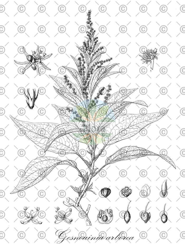 HistAbb_wfo-0000769203_1_ENZY_Simple | Historische Abbildung von Gesnouinia arborea - Urticaceae | Historical Illustration of Gesnouinia arborea - Urticaceae