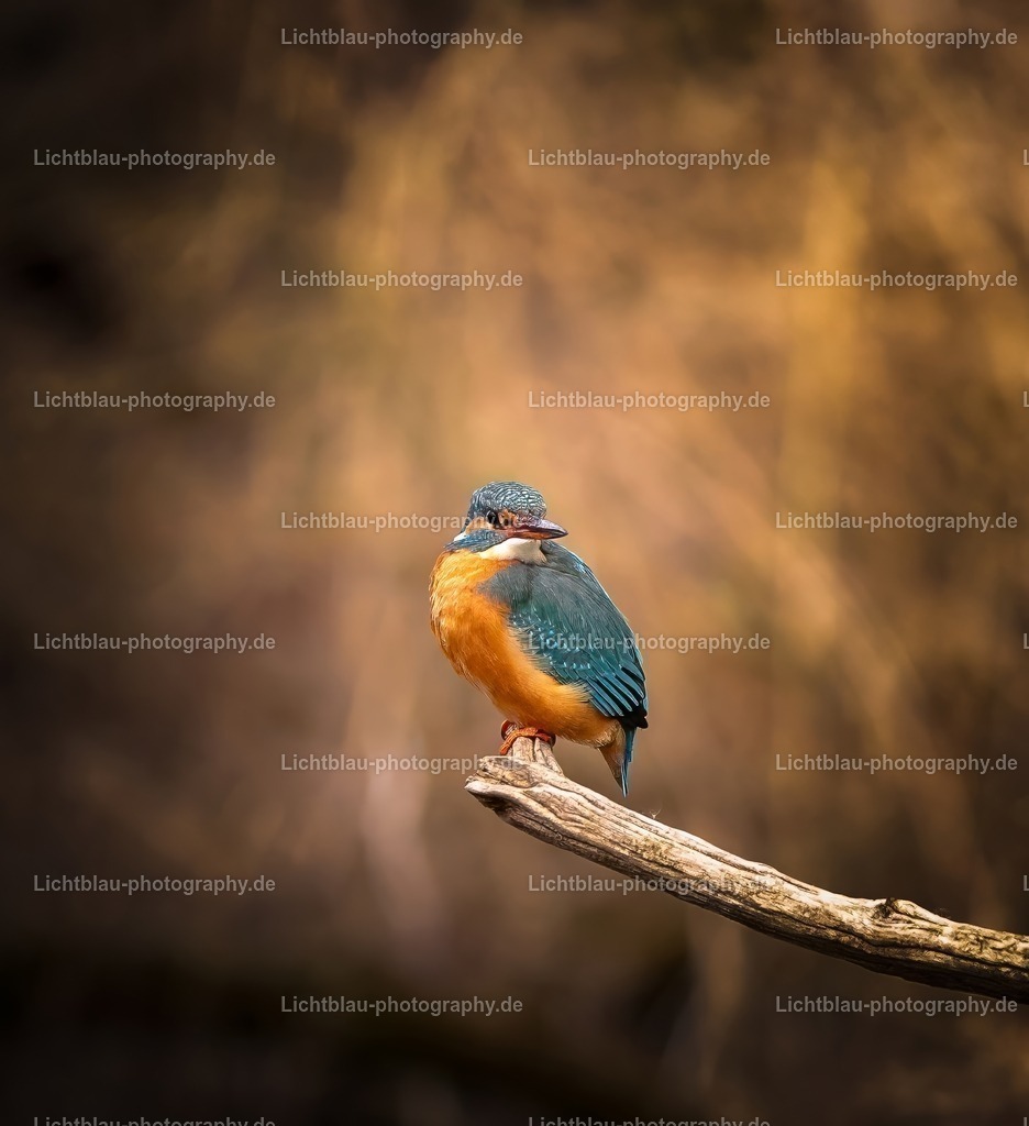 Eisvogel-29 | Hans-Bernd Lichtblau Photography. Finden Sie wunderschöne Fotografien aus Landschaft und Natur.  - Realisiert mit Pictrs.com