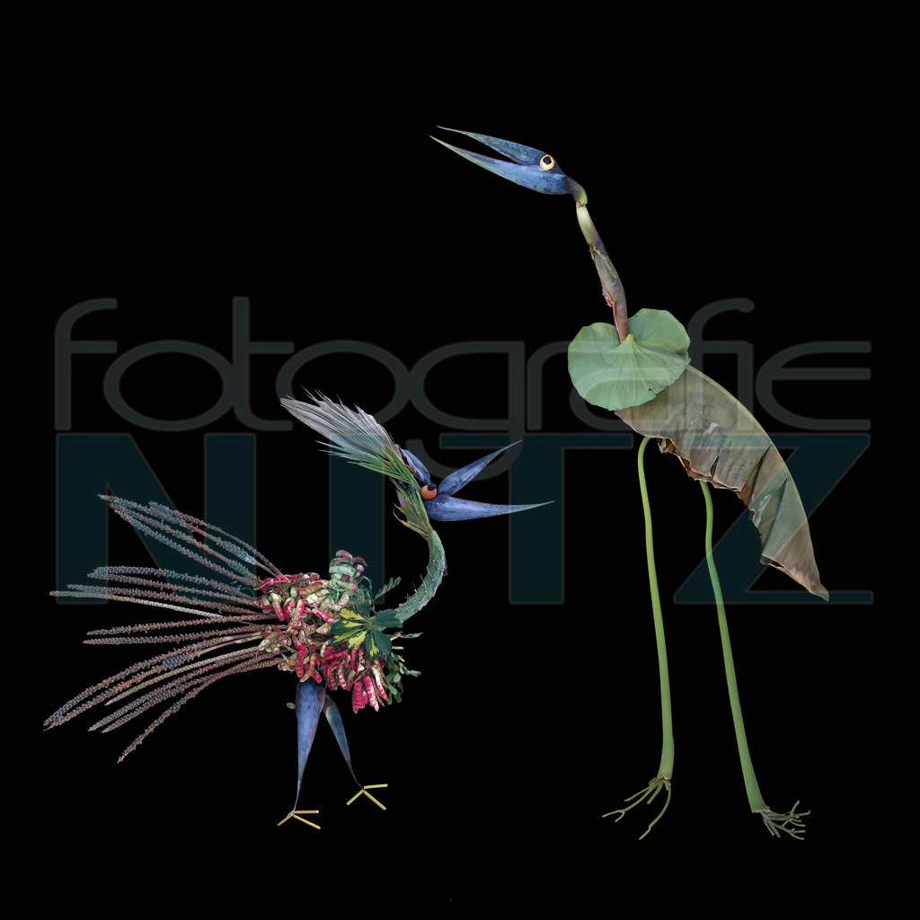 73 | Nitz Fotografie aus Montabaur bietet Ihnen hier die Möglichkeit Bilder auszusuchen und zu bestellen. 