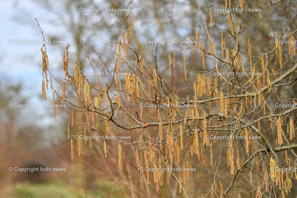 Haselnuss_ Pollen_ Fruehling_ 04.03.2022-3 | 4.03.2022, Linz, AUT, Haselnuss, Haselstaude, Pollen, Allergie, Allergiker, im Bild Themenbild, Haselnuss, Haselstaude, Pollen, Allergie, Allergiker, Bluetezeit, Fruehling, Strauch