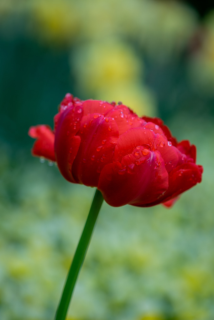 Regentropfen auf Blume | Fotografie, Kärnten, Kunst, Wolfsberg, Lavanttal, mawe_gallery, Lodiaut_Photography, Wandbild, Poster, Posterdruck, Leinwand, Leinwanddruck - Realisiert mit Pictrs.com