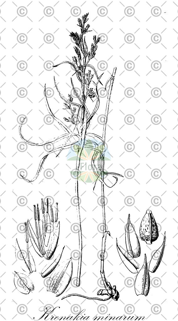 HistAbb_wfo-0000064460_1_ENZY_Simple | Historische Abbildung von Krenakia minarum - Cyperaceae | Historical Illustration of Krenakia minarum - Cyperaceae