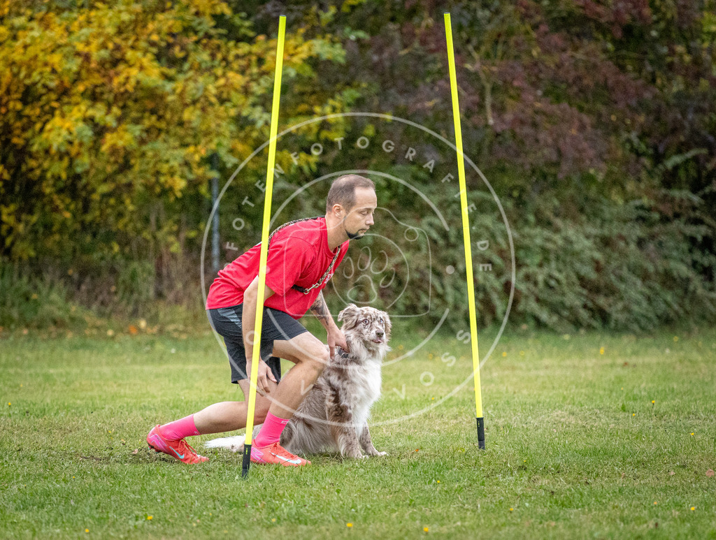 Pfotenfotografie_DV3A1338 | Hundefotografie, Tierfotograf, Pfotenfotografie, Fotoshooting Hund, Hunde Portrait, Hundesport, Hundeportraits, Heideshooting, Hunde, Sportfotograf, Hundefotograf, Turnierhundsport, THS,  - Realisiert mit Pictrs.com