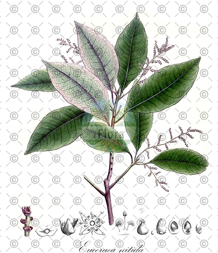 HistAbb_4F64_2_ENZY_Simple | Historische Abbildung von Euceraea nitida - Salicaceae | Historical Illustration of Euceraea nitida - Salicaceae