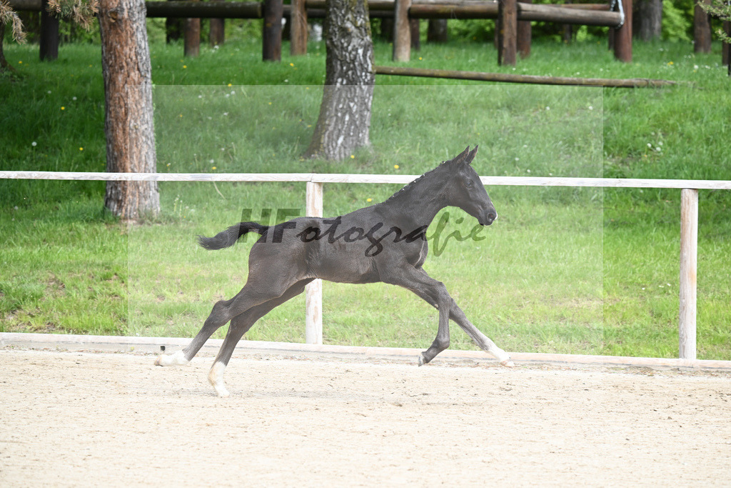 Van Vermeer x Benetton Dream_SF_Gestuet Greim_11240147 | hf-fotografie - Realisiert mit Pictrs.com