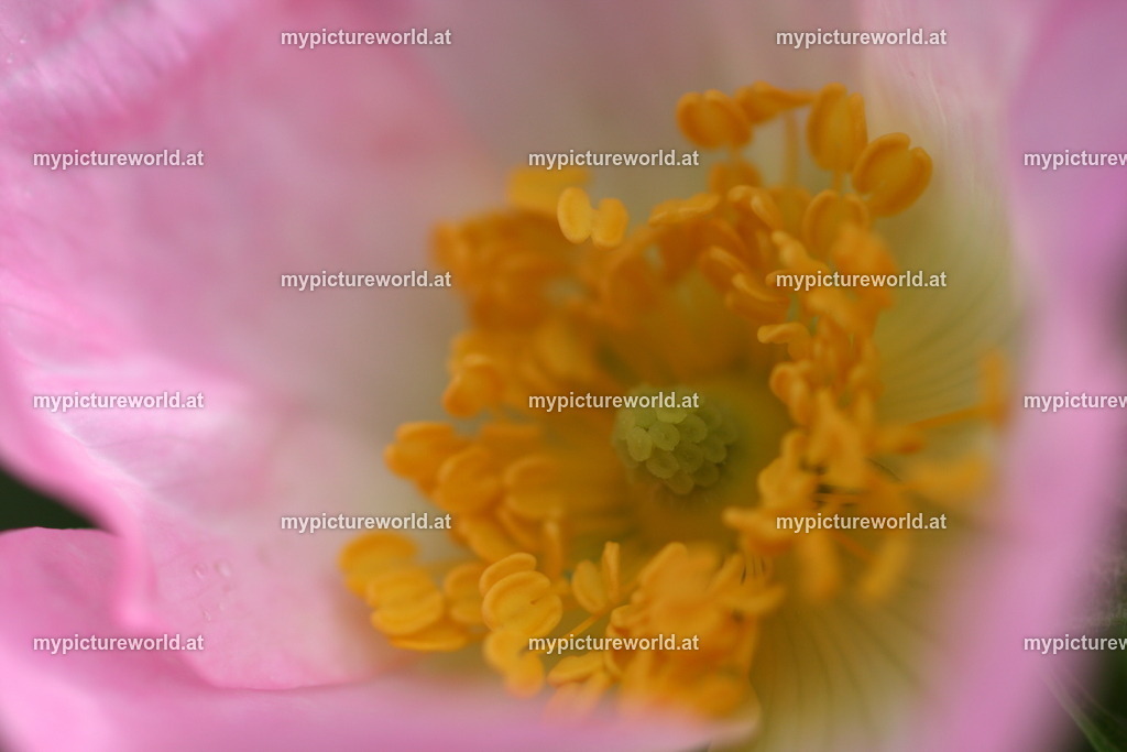 Hundsrose-004 | Das Bilderarchiv über Tiere, Planzen und Landschaften. In der Bilddatenbank finden Sie ein große Auswahl an hochwertigen Bilder für Ihre Werbung - Realisiert mit Pictrs.com