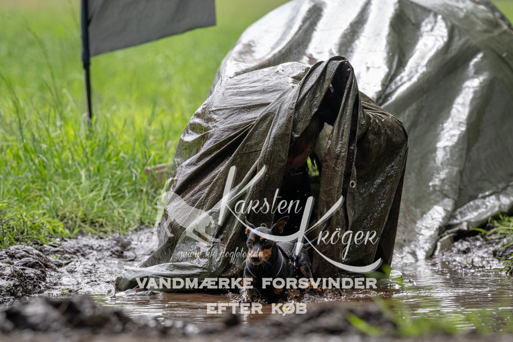 0952_ZZ92130 | kk-dogfotos