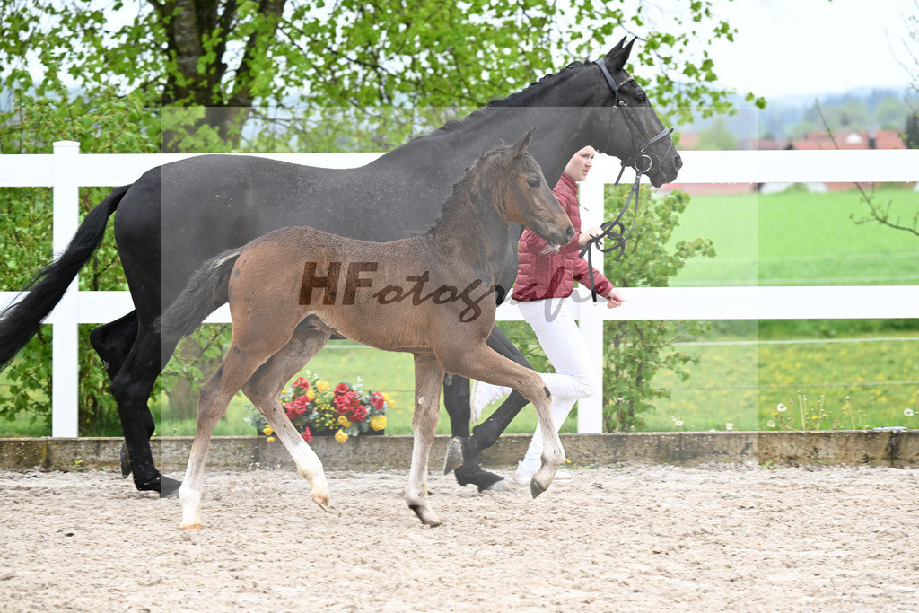 Kat-Nr. 42 HF Extreme U.S. x Jazzman_KFL Sporthorses_23261456 | hf-fotografie - Realisiert mit Pictrs.com