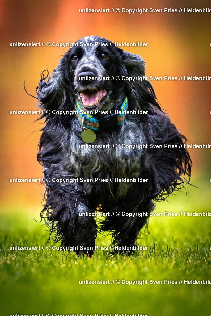 Sven Pries | 2025-09-21 - Hunderennen Baden-Oos - Realisiert mit Pictrs.com