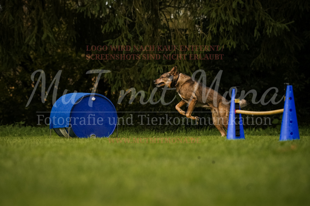 20251005_THS_Turnier-666 | MuT (Mensch und Tier) mit Mona - Fotografie und Tierkommunikation - Realisiert mit Pictrs.com