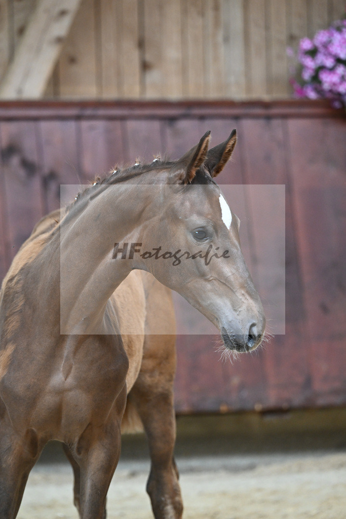 Kat-Nr. 20 SF DSP Floricello_Fischer_26230140 | hf-fotografie - Realizzato con Pictrs.com