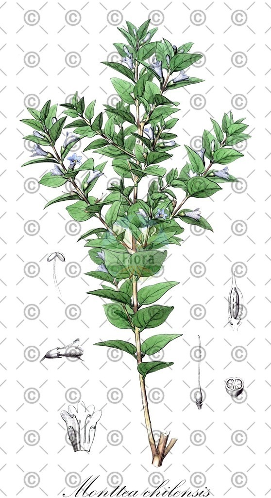 HistAbb_EMP_7710405_1_SIMPLE | Historische Abbildung von Monttea chilensis - Plantaginaceae | Historical Illustration of Monttea chilensis - Plantaginaceae