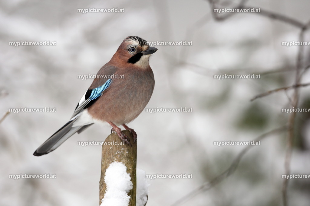 Eichelhäher-020 | Das Bilderarchiv über Tiere, Planzen und Landschaften. In der Bilddatenbank finden Sie ein große Auswahl an hochwertigen Bilder für Ihre Werbung - Realisiert mit Pictrs.com