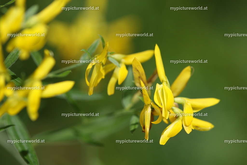 Färber-Ginster-002 | Das Bilderarchiv über Tiere, Planzen und Landschaften. In der Bilddatenbank finden Sie ein große Auswahl an hochwertigen Bilder für Ihre Werbung - Realized with Pictrs.com