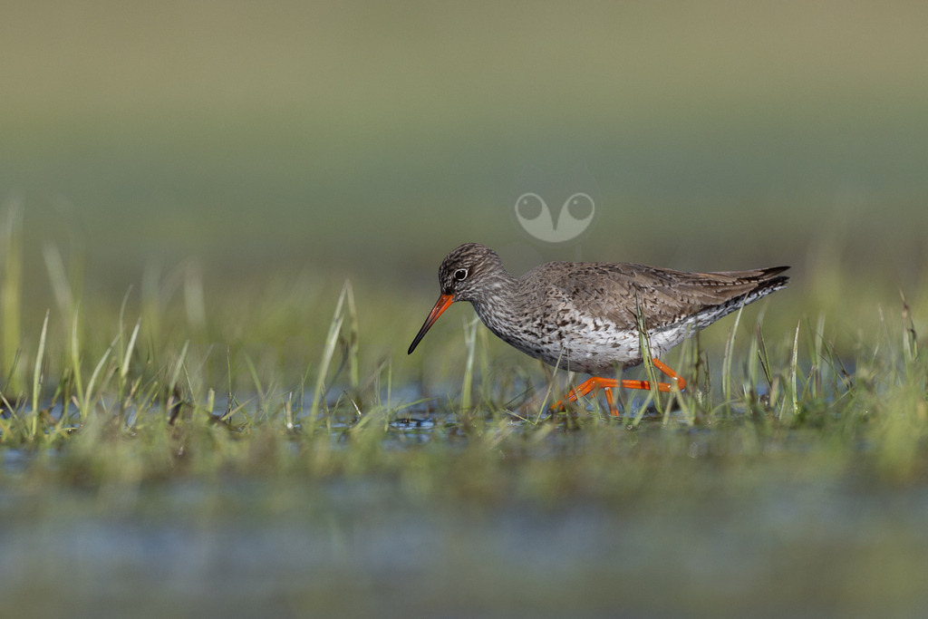 R5M23334_20260329 | Ein Rotschenkel (Tringa totanus) steht in flachem Wasser, das von grünen Grashalmen durchzogen ist. Der Vogel hat ein gesprenkeltes braun-weißes Gefieder, auffällige orangefarbene Beine und einen langen, schlanken Schnabel, der an der Basis orange und an der Spitze schwarz ist. Er blickt nach links unten, möglicherweise auf der Suche nach Nahrung. Der Hintergrund ist unscharf und zeigt eine Mischung aus Grün- und Blautönen. - Realisiert mit Pictrs.com