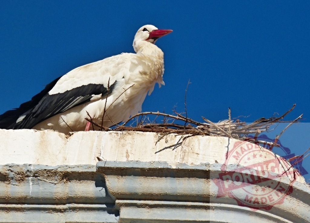 White stork nesting on rooftop against blue sky | White stork standing in its large stick nest on a building's rooftop - Realized with Pictrs.com