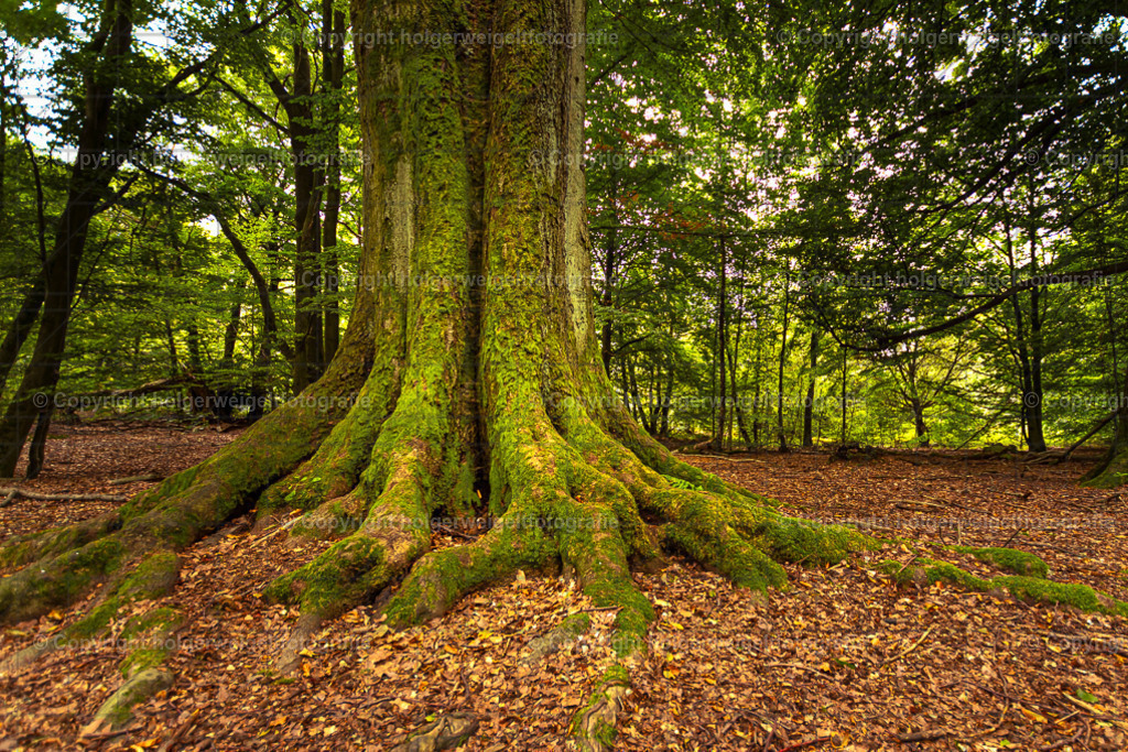 D75_5280 | Kaufen sie online außergewöhnliche Fotografien auf Leinwand Acrylglas Fotoprint Aludibond von holgerweigeltfotografie - Realisiert mit Pictrs.com