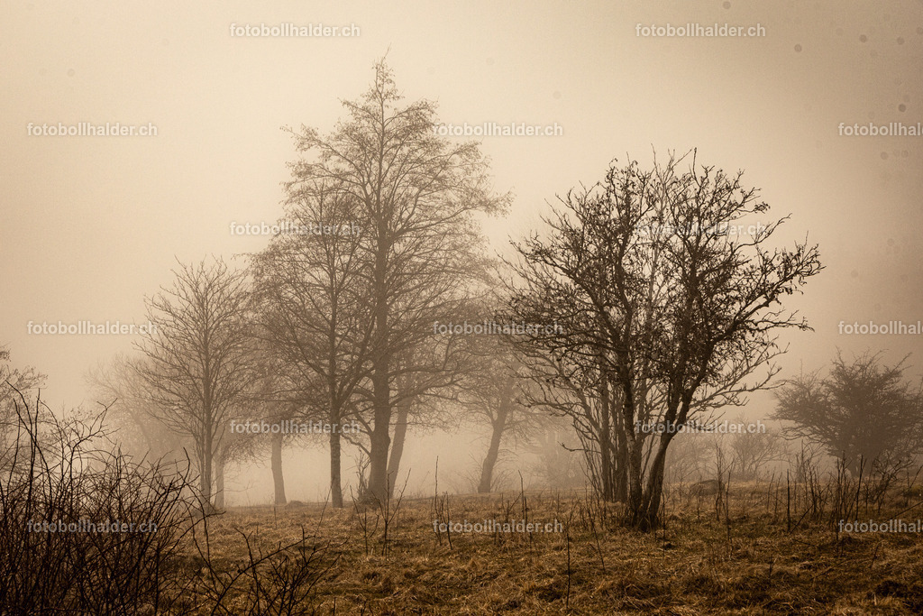 IMG_9886 | Foto Bollhalder 