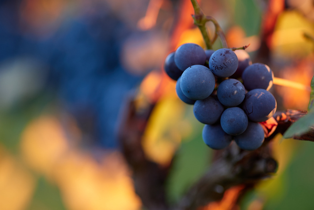 Weingarten mit Uhudler Weintrauben | Austria - September 25, 2021: Weingarten in Südburgenland mit Uhudler Weintrauben. - Realisiert mit Pictrs.com