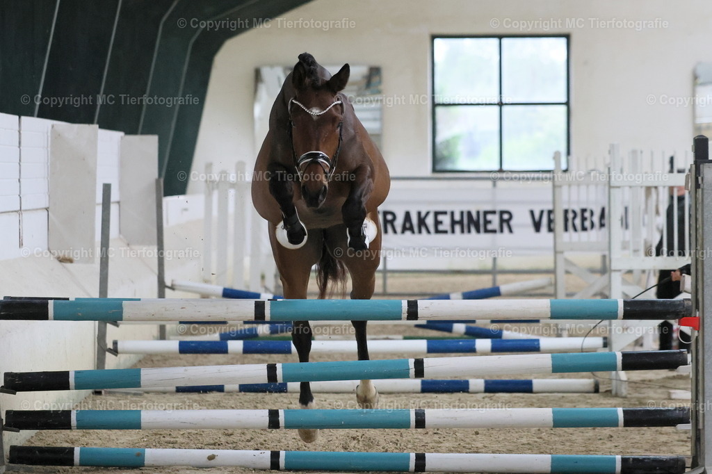 TrakZenStuteintrGeldern24052025MC3H5A0334B1 | Pferdefotos online bestellen - Realisiert mit Pictrs.com