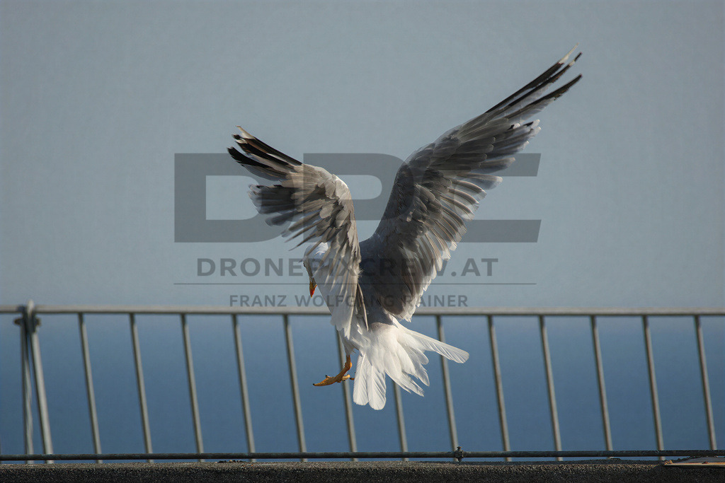 Yellow-legged Gull (Larus michahellis) | Yellow-legged Gull (Larus michahellis), a large gull species commonly found along Mediterranean coasts, rocky shorelines, harbours and coastal areas. - Realisiert mit Pictrs.com