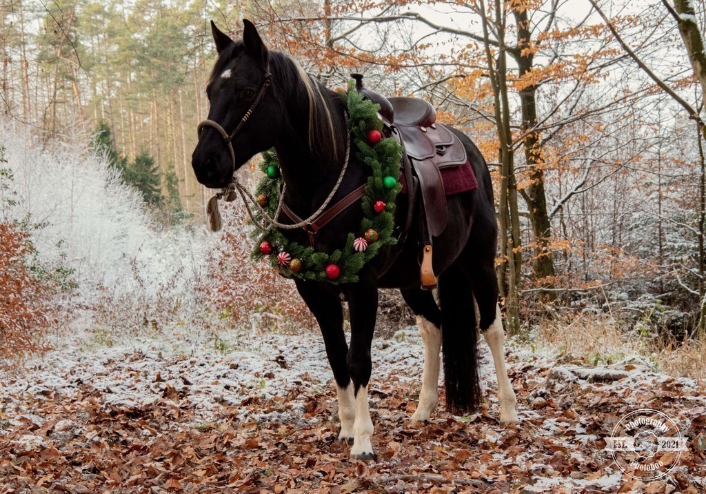 Lieblingsbilder_Photoboo_41 | Pferde- und Hundefotografie in Köln und Umgebung von Vanessza Csuka - Realisiert mit Pictrs.com