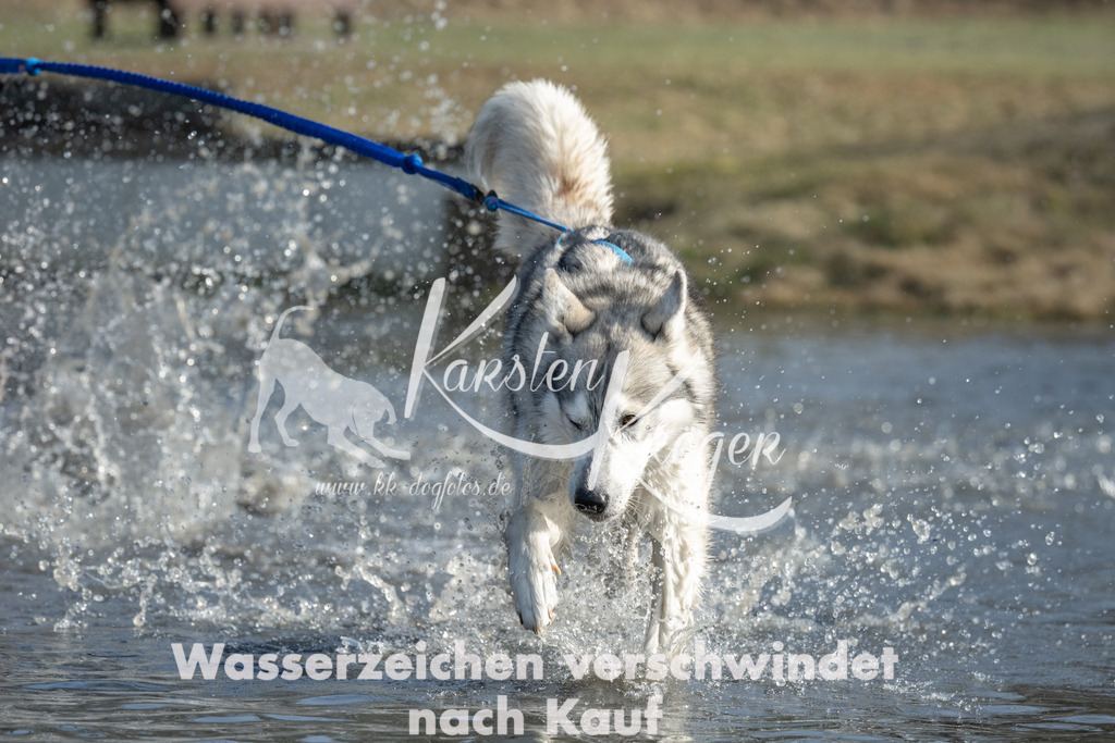 1354_ZZ98858 | kk-dogfotos