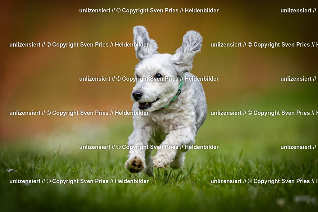 Sven Pries | 2025-04-13 - Hunderennen Baden-Baden - Realisiert mit Pictrs.com