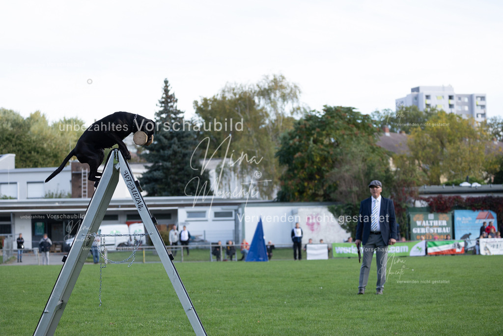 _16A5595 | Einzigartige Fotos von Hunden & Menschen –Actionfotos, Portraits, Vereinsaufnahmen & Paarshootings – authentisch, lebendig & mit Herz.