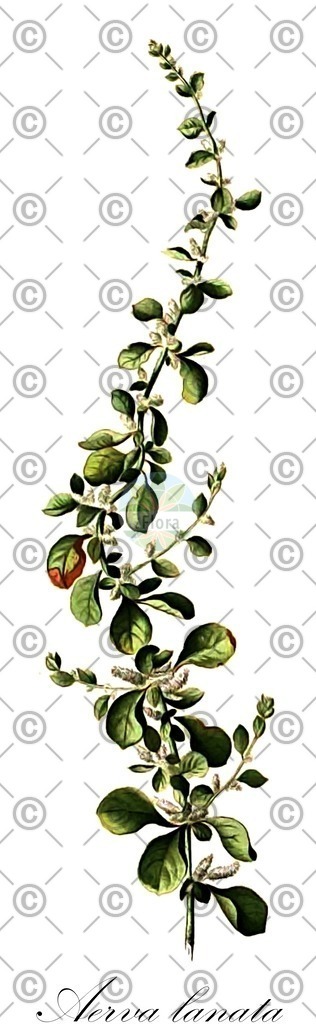 HistAbb_wfo-0000521764_1_ENZY_Simple | Historische Abbildung von Aerva lanata - Amaranthaceae | Historical Illustration of Aerva lanata - Amaranthaceae