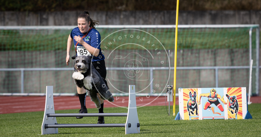 Pfotenfotografie_DV3A0351 | Hundefotografie, Tierfotograf, Pfotenfotografie, Fotoshooting Hund, Hunde Portrait, Hundesport, Hundeportraits, Heideshooting, Hunde, Sportfotograf, Hundefotograf, Turnierhundsport, THS,  - Realisiert mit Pictrs.com