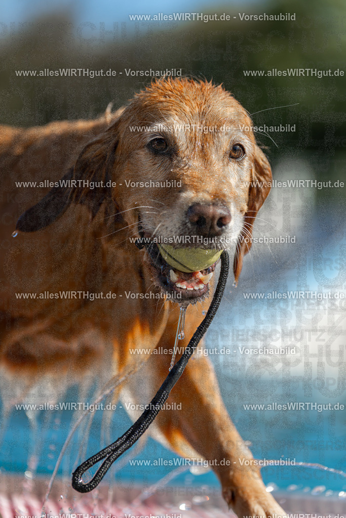 Hundeschwimmen_Volksbad_2026-allesWIRTHgut_Tierfotografie-2609061102-101201-7R509345 | Professionelle Tierfotografie in Mönchengladbach von Daniel Wirth (allesWIRTHgut). Liebevolle & natürliche Bilder von Hunden & Katzen für unvergessliche Erinnerungen.