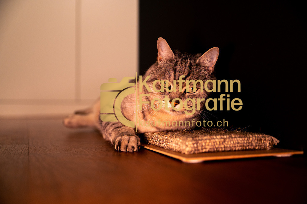 Baghira_Portrait_def-8278 | kaufmannfoto - Realisiert mit Pictrs.com