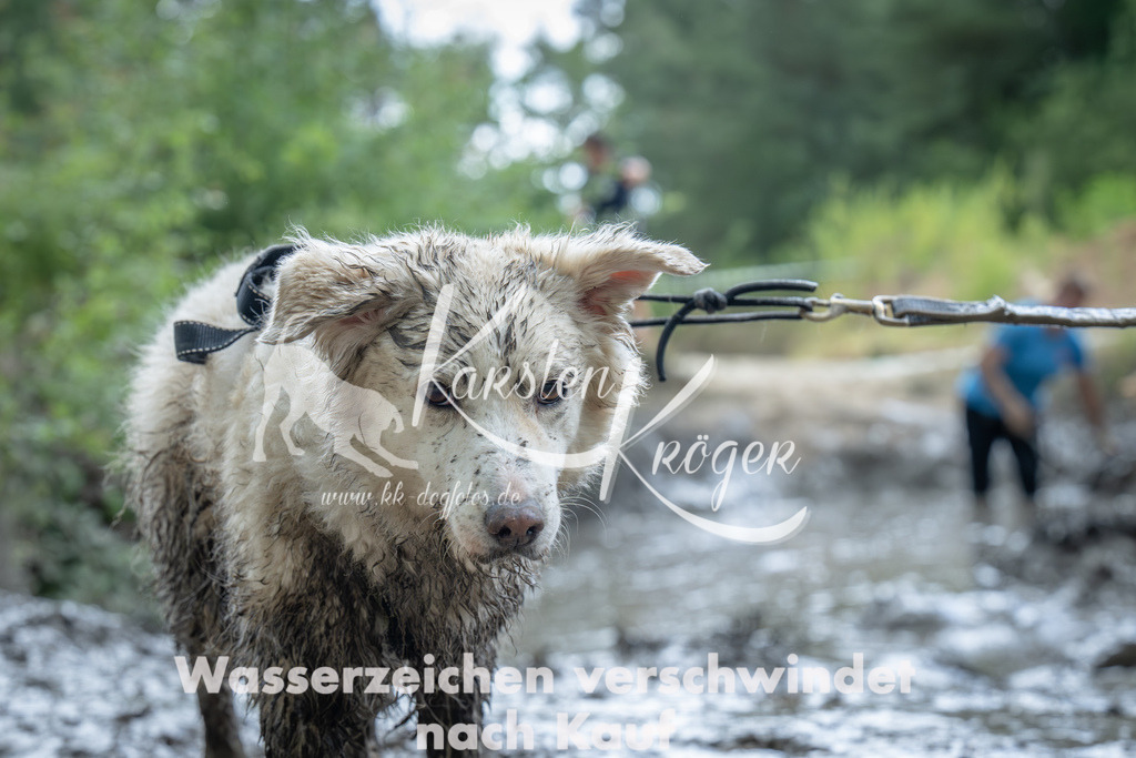 1413_ZZ91905-Verbessert-RR | kk-dogfotos