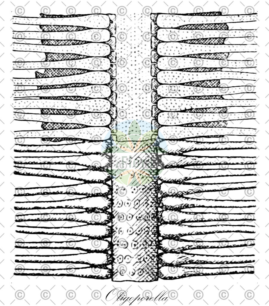 HistAbb_wfo-0001188764_1_ENZY_Simple | Historische Abbildung von Oligoporella - Triploporellaceae (0) | Historical Illustration of Oligoporella - Triploporellaceae (0)
