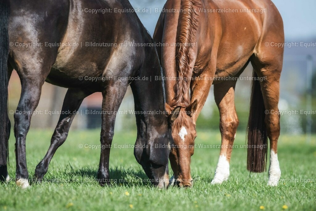 20210426_Pferd-auf-Koppel_0080 | equistock