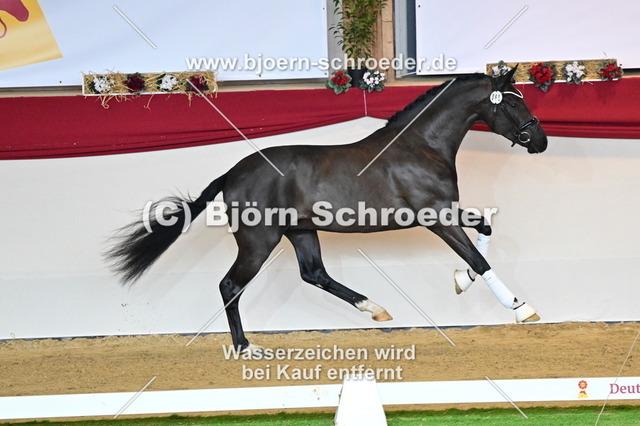 68_Secret - Dancier_787_4590 | Björn Schroeder Pferdefotografie