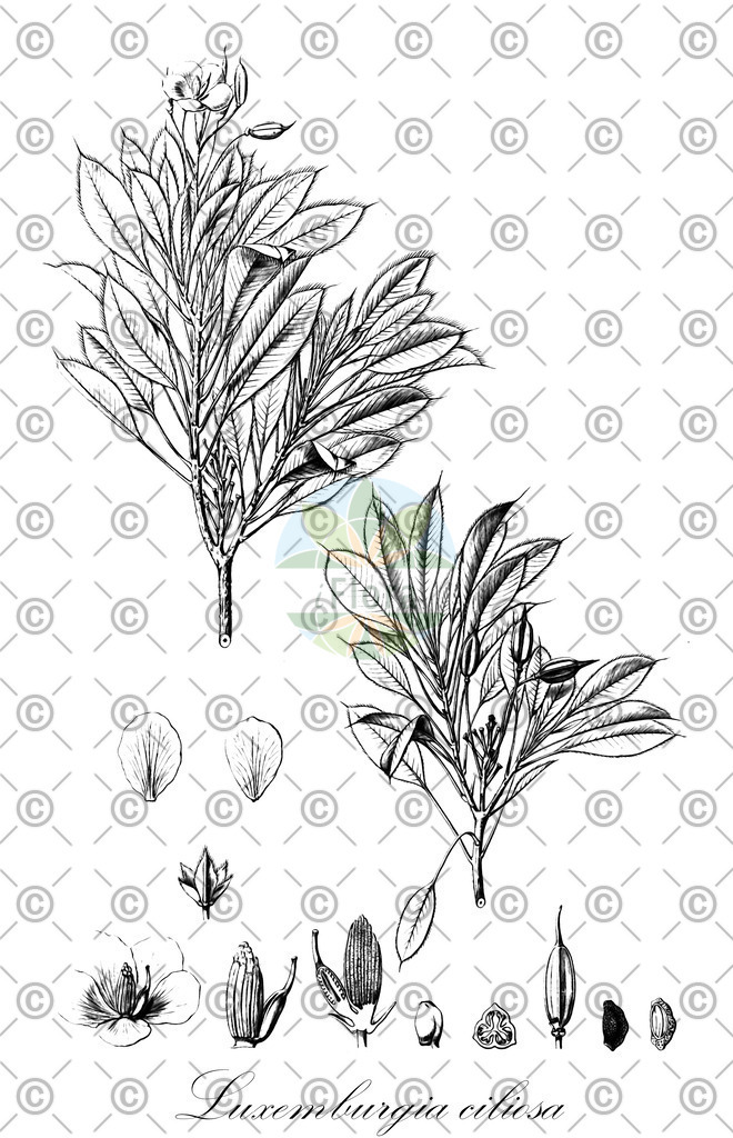 HistAbb_wfo-0000677123_1_ENZY_Simple | Historische Abbildung von Luxemburgia ciliosa - Ochnaceae | Historical Illustration of Luxemburgia ciliosa - Ochnaceae