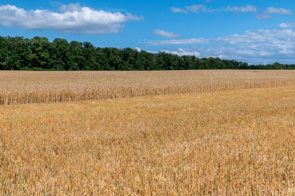 CAR_Agri_Stubblefield3 | light 5/65° - Realisiert mit Pictrs.com