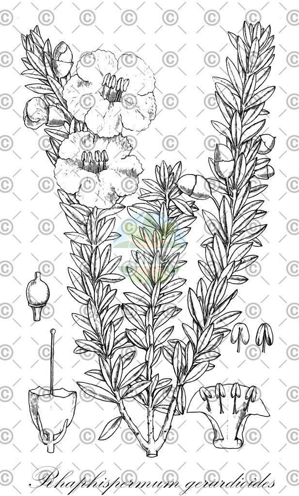 HistAbb_wfo-0001144291_2_ENZY_Simple | Historische Abbildung von Rhaphispermum gerardioides - Orobanchaceae | Historical Illustration of Rhaphispermum gerardioides - Orobanchaceae