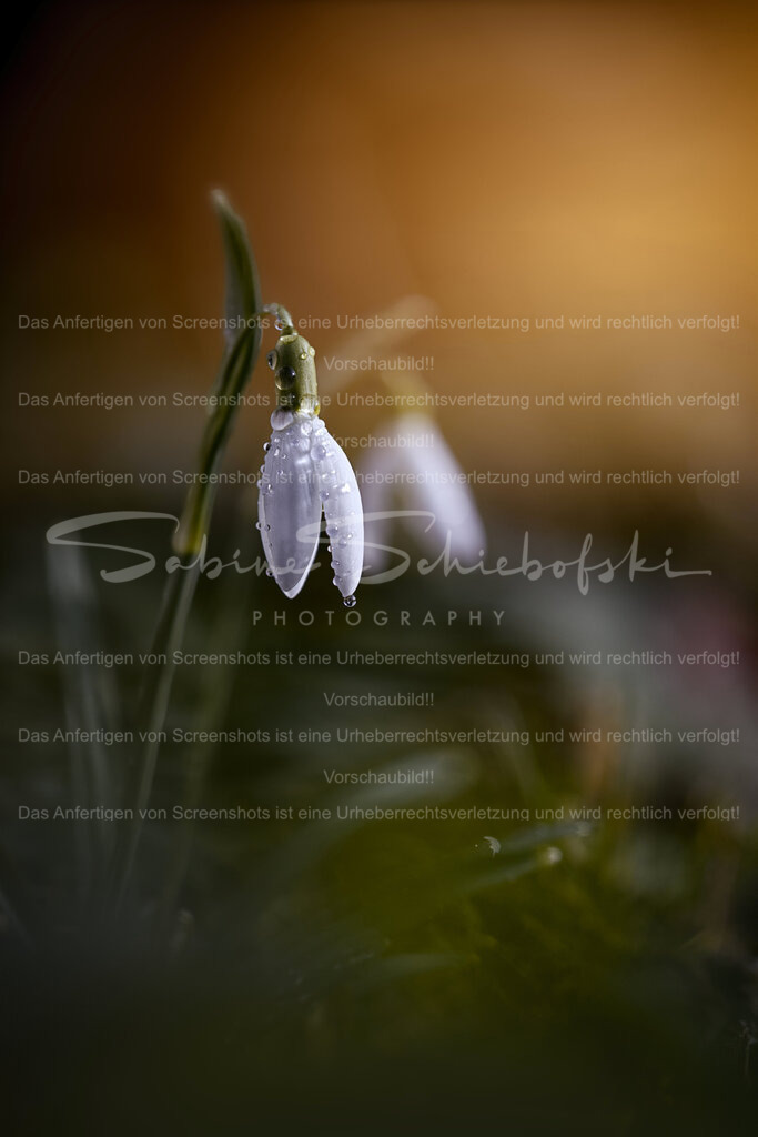 Schneeglöckchenliebe | People- und Tierfotografie, Imageaufnahmen, Veranstaltungsfotografie und Wandbilder aus der Natur ★ Made in Germany ✔️ Druck + Downloads ✔️ Naturfotografie in Top Qualität ★ schneller Versand, weltweite Lieferung! - Realisiert mit Pictrs.com