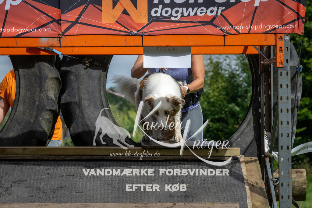 1136_ZZ92713 | kk-dogfotos
