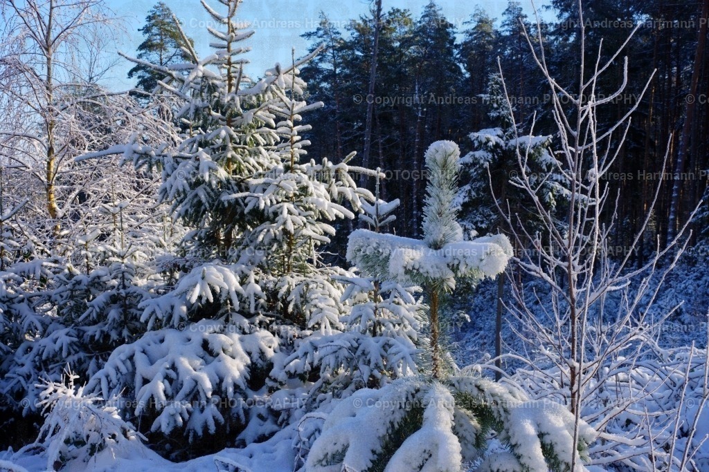 Winterimpressionen | Winterimpressionen Kiefern und Fichten - Realisiert mit Pictrs.com