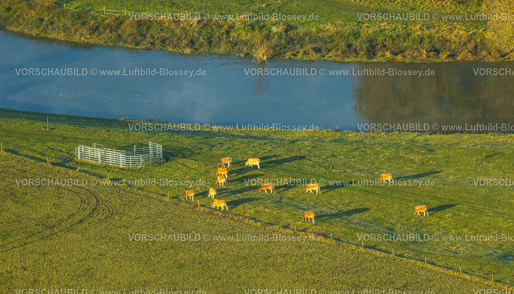 Datteln231104046 | Luftbild, grasende Kuhherde am Fluss Lippe, umgeben von herbstlichen Laubbäumen, Ahsen, Datteln, Ruhrgebiet, Münsterland, Nordrhein-Westfalen, Deutschland