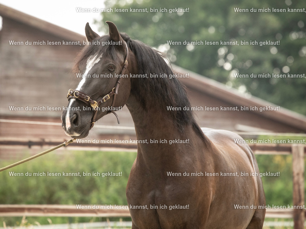 598A7450 | photographylinaismer - Realisiert mit Pictrs.com