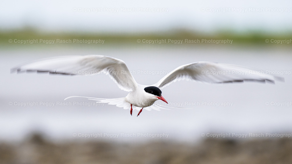 Küstenseeschwalbe | Küstenseeschwalbe - Realisiert mit Pictrs.com